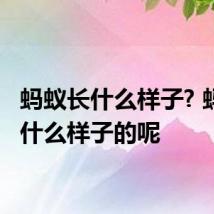 蚂蚁长什么样子? 蚂蚁是什么样子的呢