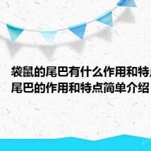 袋鼠的尾巴有什么作用和特点 袋鼠尾巴的作用和特点简单介绍