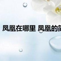 凤凰在哪里 凤凰的简介