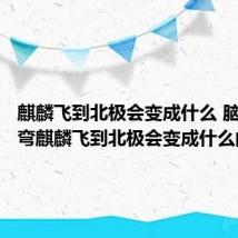 麒麟飞到北极会变成什么 脑经急转弯麒麟飞到北极会变成什么的答案