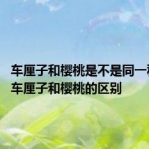 车厘子和樱桃是不是同一种水果 车厘子和樱桃的区别