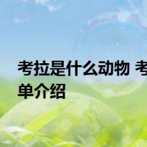 考拉是什么动物 考拉简单介绍