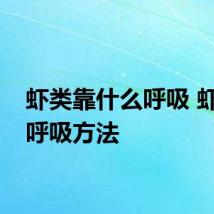 虾类靠什么呼吸 虾类的呼吸方法