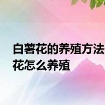 白薯花的养殖方法 白薯花怎么养殖