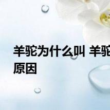 羊驼为什么叫 羊驼叫的原因