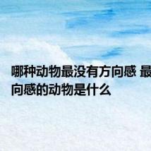 哪种动物最没有方向感 最没有方向感的动物是什么