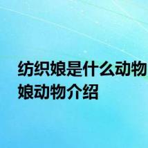 纺织娘是什么动物 纺织娘动物介绍