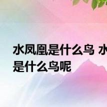 水凤凰是什么鸟 水凤凰是什么鸟呢