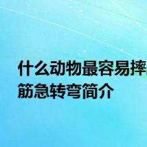 什么动物最容易摔跤 脑筋急转弯简介
