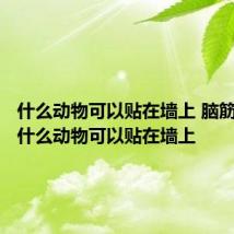 什么动物可以贴在墙上 脑筋急转弯什么动物可以贴在墙上