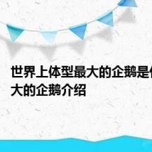 世界上体型最大的企鹅是什么 最大的企鹅介绍