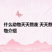 什么动物天天熬夜 天天熬夜的动物介绍