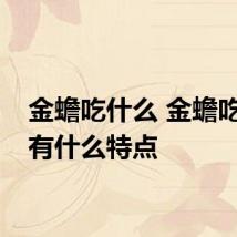 金蟾吃什么 金蟾吃东西有什么特点