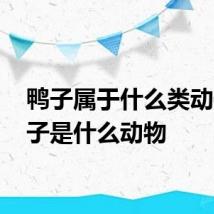 鸭子属于什么类动物 鸭子是什么动物