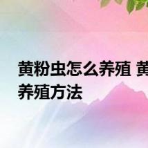 黄粉虫怎么养殖 黄粉虫养殖方法