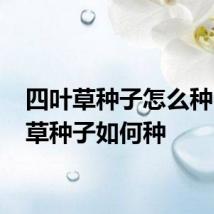 四叶草种子怎么种 四叶草种子如何种