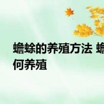 蟾蜍的养殖方法 蟾蜍如何养殖