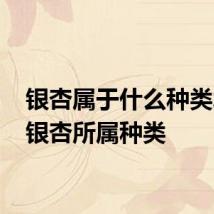 银杏属于什么种类水果 银杏所属种类