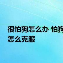很怕狗怎么办 怕狗怎么怎么克服