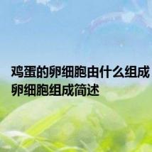 鸡蛋的卵细胞由什么组成 鸡蛋的卵细胞组成简述