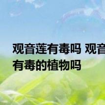 观音莲有毒吗 观音莲是有毒的植物吗