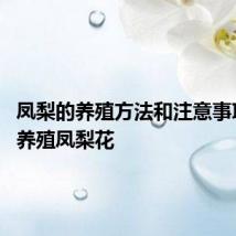 凤梨的养殖方法和注意事项 怎么养殖凤梨花