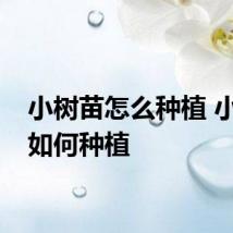 小树苗怎么种植 小树苗如何种植