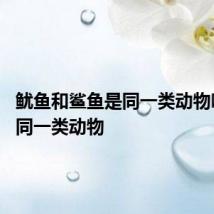 鱿鱼和鲨鱼是同一类动物吗 不是同一类动物