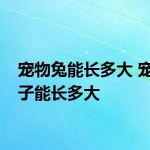 宠物兔能长多大 宠物兔子能长多大
