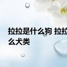 拉拉是什么狗 拉拉是什么犬类