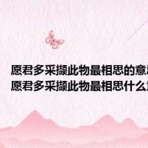 愿君多采撷此物最相思的意思 诗句愿君多采撷此物最相思什么意思