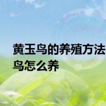黄玉鸟的养殖方法 黄玉鸟怎么养