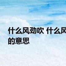 什么风劲吹 什么风劲吹的意思