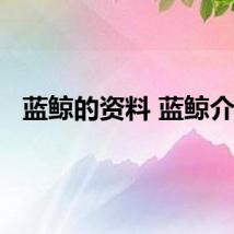 蓝鲸的资料 蓝鲸介绍