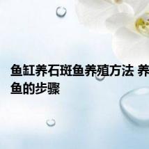 鱼缸养石斑鱼养殖方法 养殖石斑鱼的步骤