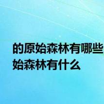 的原始森林有哪些 的原始森林有什么