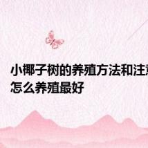 小椰子树的养殖方法和注意事项 怎么养殖最好