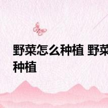 野菜怎么种植 野菜如何种植