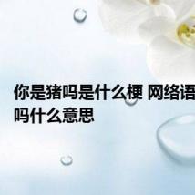 你是猪吗是什么梗 网络语你是猪吗什么意思