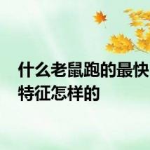 什么老鼠跑的最快 外形特征怎样的