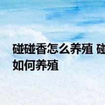 碰碰香怎么养殖 碰碰香如何养殖