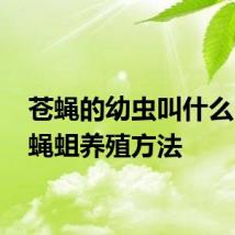 苍蝇的幼虫叫什么 普通蝇蛆养殖方法