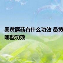 桑黄蘑菇有什么功效 桑黄蘑菇有哪些功效