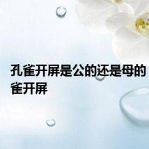 孔雀开屏是公的还是母的 雄性孔雀开屏