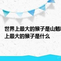 世界上最大的猴子是山魈吗 世界上最大的猴子是什么