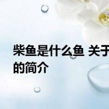 柴鱼是什么鱼 关于柴鱼的简介