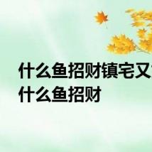 什么鱼招财镇宅又好养 什么鱼招财