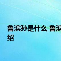 鲁滨孙是什么 鲁滨孙介绍