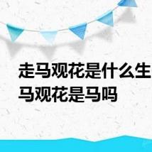走马观花是什么生肖 走马观花是马吗