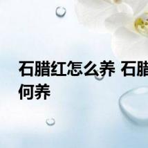 石腊红怎么养 石腊红如何养